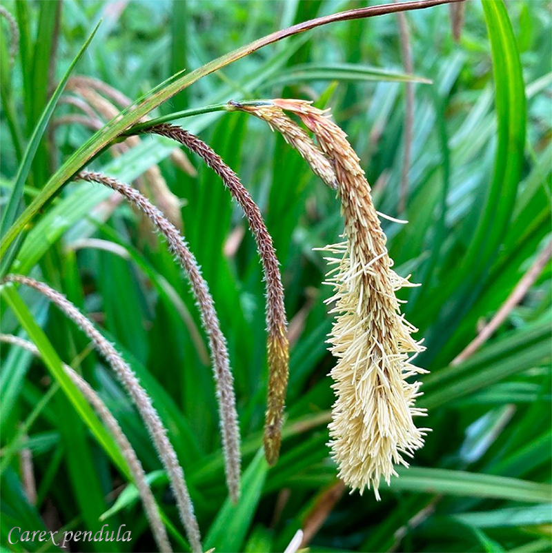 Ripptarn, Carex pendula, Hanging sedge